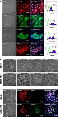 Characterization of Influenza A Virus Infection in Mouse Pulmonary Stem/Progenitor Cells